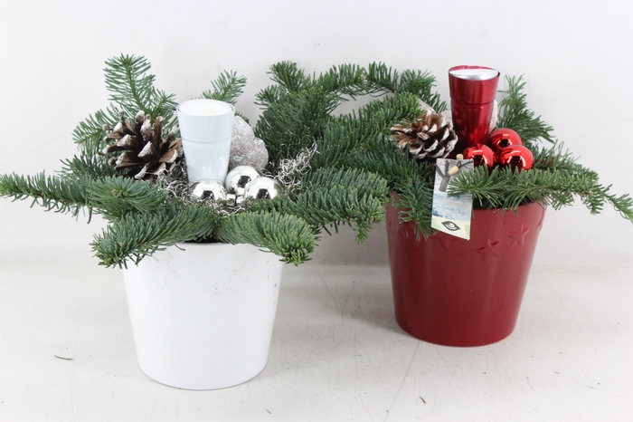 <h4>arr5 Kerst JS - Ker. pot ster rood wit</h4>