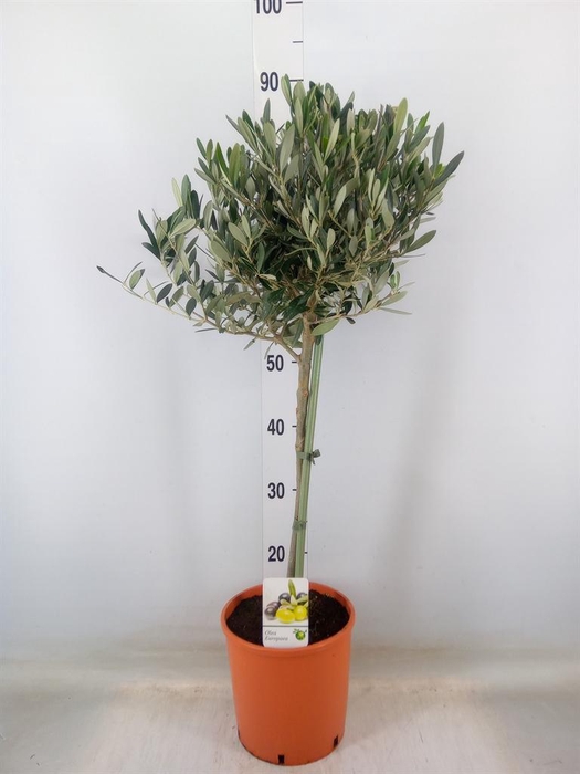<h4>Olea europaea</h4>