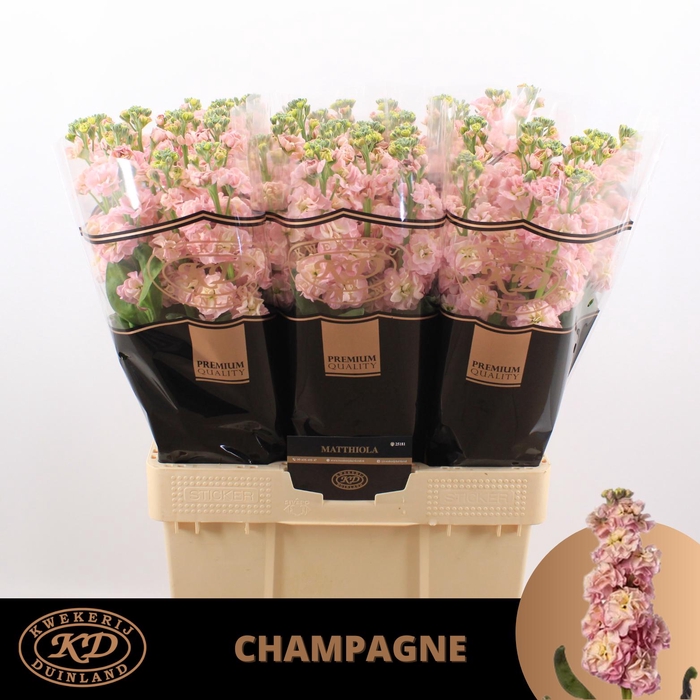 <h4>MATTH STOX CHAMPAGNE</h4>