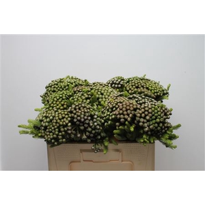 Kaaps Brunia Albiflora Medium