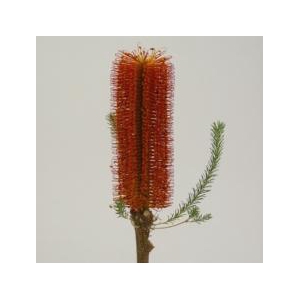 Banksia Ericifolia