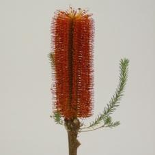 <h4>Banksia Ericifolia</h4>