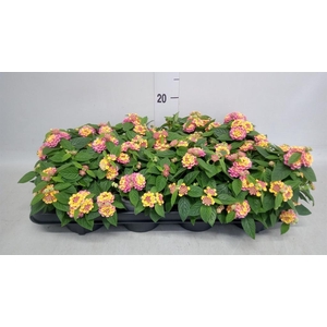Lantana camara 'Havana Pink Sky'