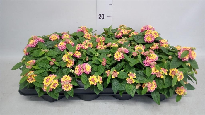 <h4>Lantana camara 'Havana Pink Sky'</h4>