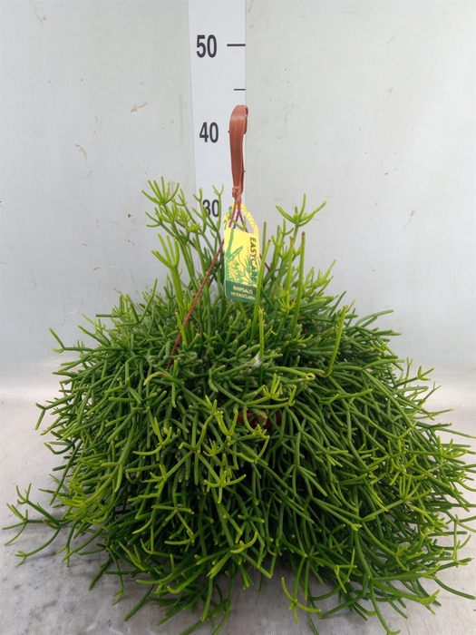 <h4>Rhipsalis heteroclada</h4>