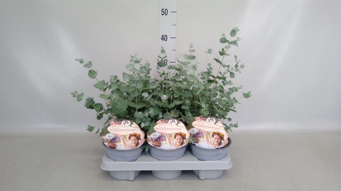 <h4>Eucalyptus gunnii</h4>
