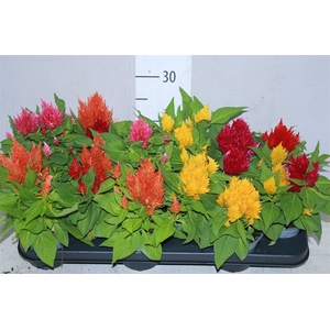 Celosia Argentea