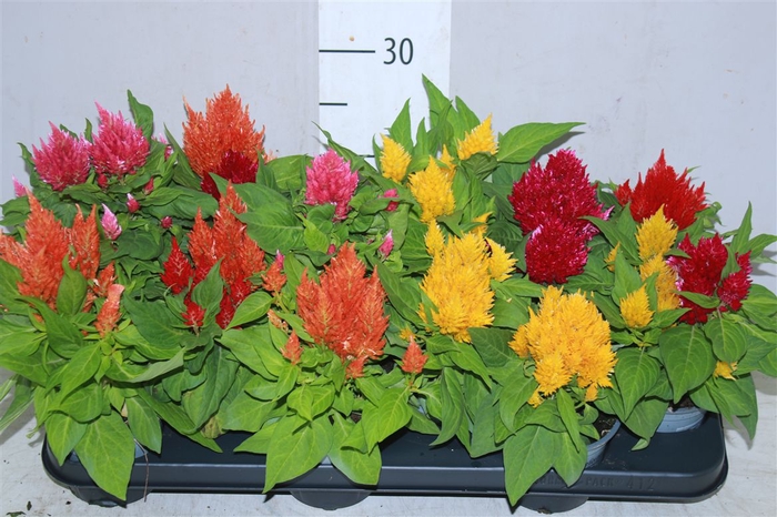 <h4>Celosia Argentea</h4>
