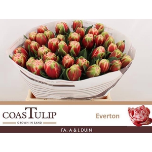 TU DU EVERTON