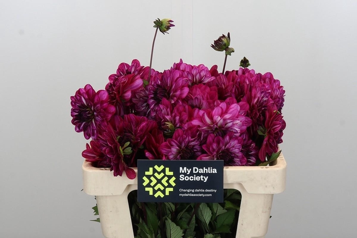 <h4>Dahlia Smiling Don</h4>