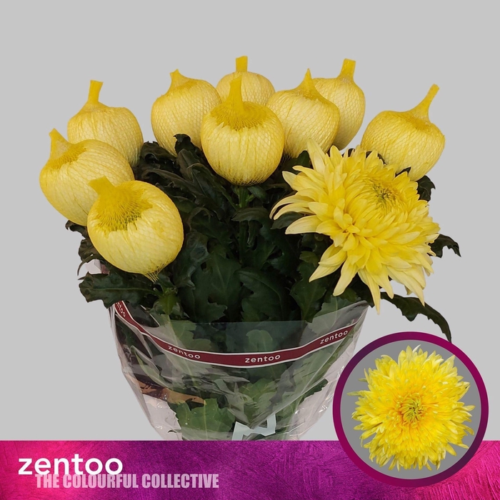 <h4>CHRYSANTHEMUM PL 'MAGNUM YELLOW'</h4>
