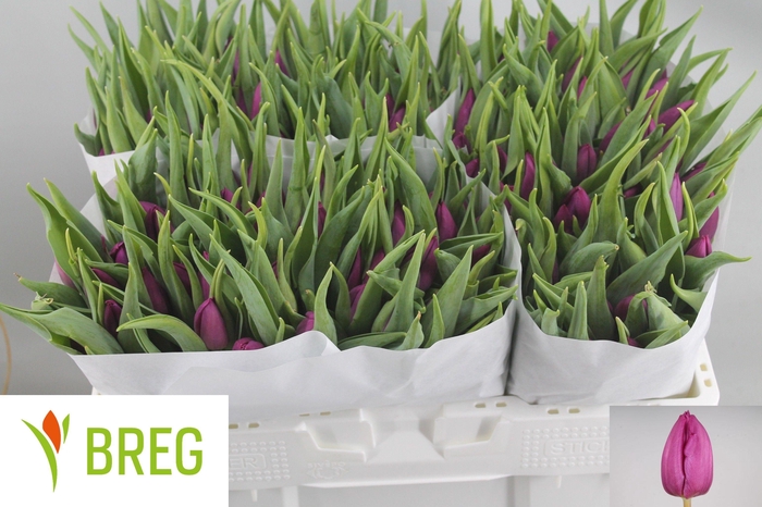 <h4>TU EN PURPLE PRINCE</h4>