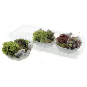 ARR SEMPERVIVUM