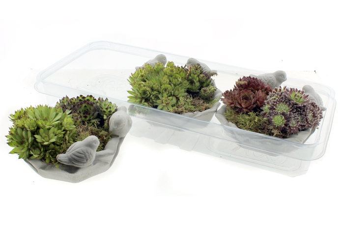 <h4>ARR SEMPERVIVUM</h4>