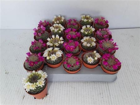 <h4>Cactus Bloeiend</h4>
