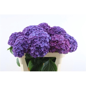 Hydr M Royal Anastasia 75-18 (nl)