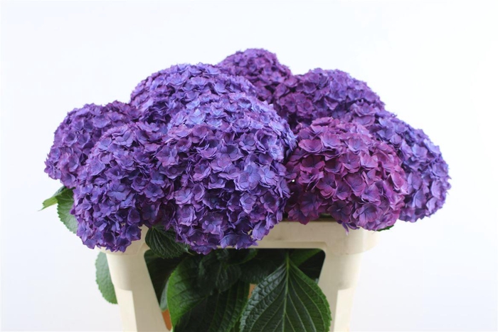 <h4>Hydr M Royal Anastasia 75-18 (nl)</h4>