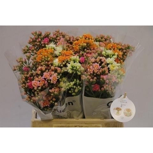 Kalanchoe mix rainbow