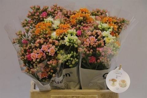 <h4>Kalanchoe mix rainbow</h4>