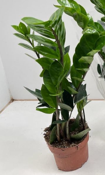 <h4>Zamioculcas Zamiifolia</h4>