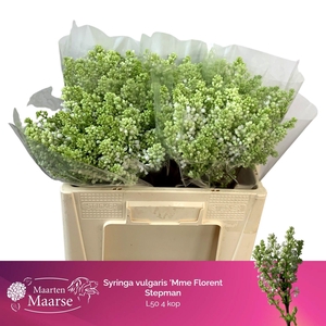 SYR V MME FL STEPMAN