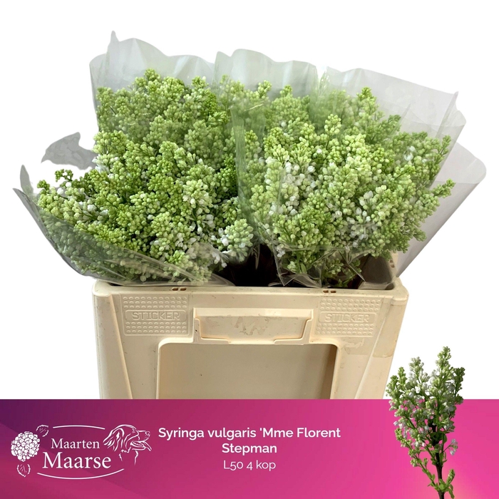 <h4>SYR V MME FL STEPMAN</h4>