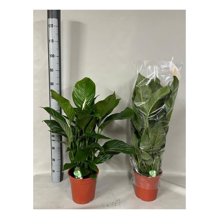 <h4>Spathiphyllum Sweet Lauretta 21Ø 85cm 4fl</h4>