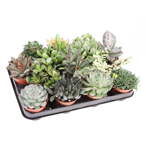 Succulents   ...