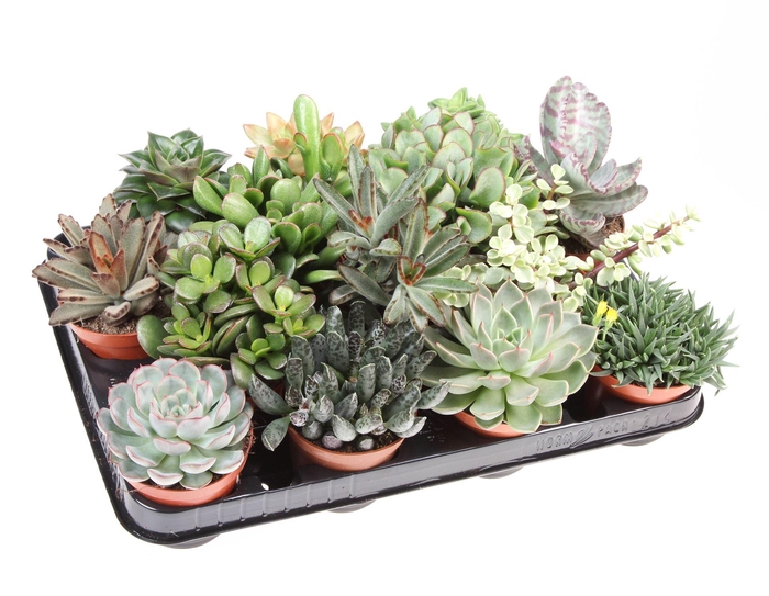 <h4>Succulents   ...</h4>