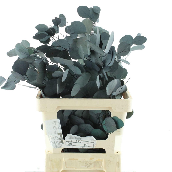 <h4>Pres Populus Stabilisato Green</h4>