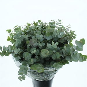 Euca Cinerea Long 200grams Albenga Extra