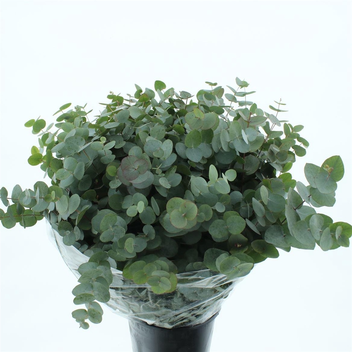 <h4>Euca Cinerea Long 200grams Albenga Extra</h4>