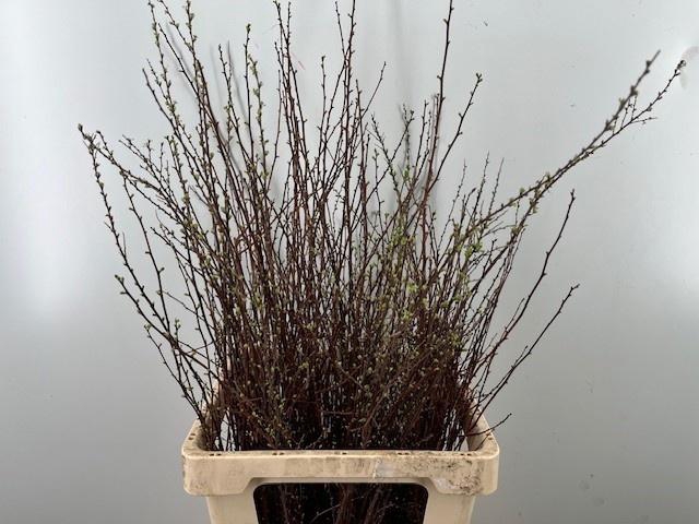 <h4>SPIR NIP SNOWMOUND</h4>