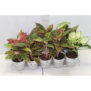 AGLAONEMA VARIADA P12