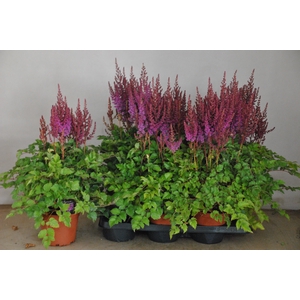 ASTILB A PURPLE RAIN