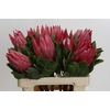 Protea Cynaroides Madiba