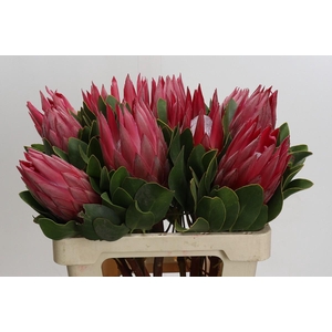 Protea Cynaroides Madiba