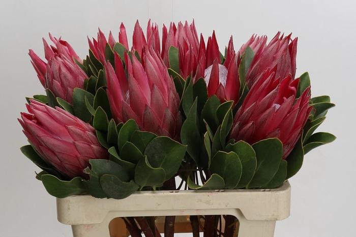 Protea Cynaroides Madiba