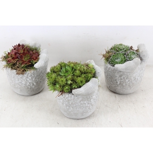 arr4 Semp JS - Vogelpotje x6