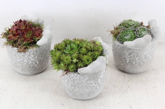 <h4>arr4 Semp JS - Vogelpotje x6</h4>