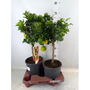 Citrus aurantifolia 'Chinotto'