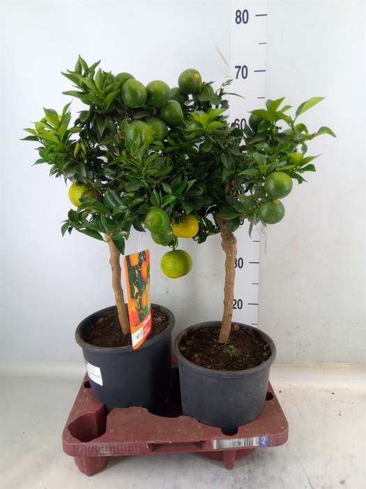 <h4>Citrus aurantifolia 'Chinotto'</h4>