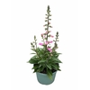 Digitalis Pink Panther
