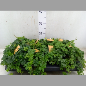 Parthenocissus  'Sugar Vine'