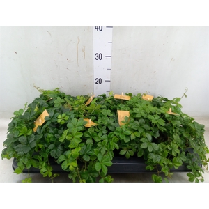 Parthenocissus  'Sugar Vine'