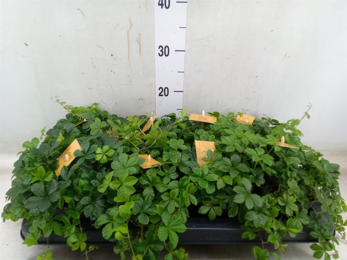 <h4>Parthenocissus  'Sugar Vine'</h4>