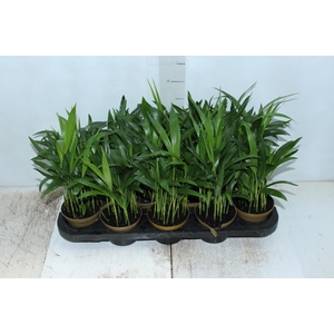 ARECA BAMBU P11
