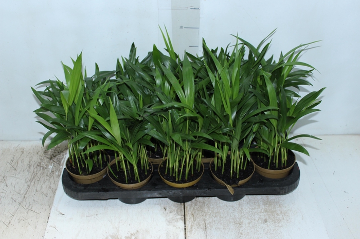 <h4>ARECA BAMBU P11</h4>