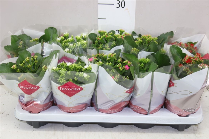 <h4>Kalanchoe Bl Gemengd</h4>