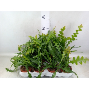 Epiphyllum anguliger